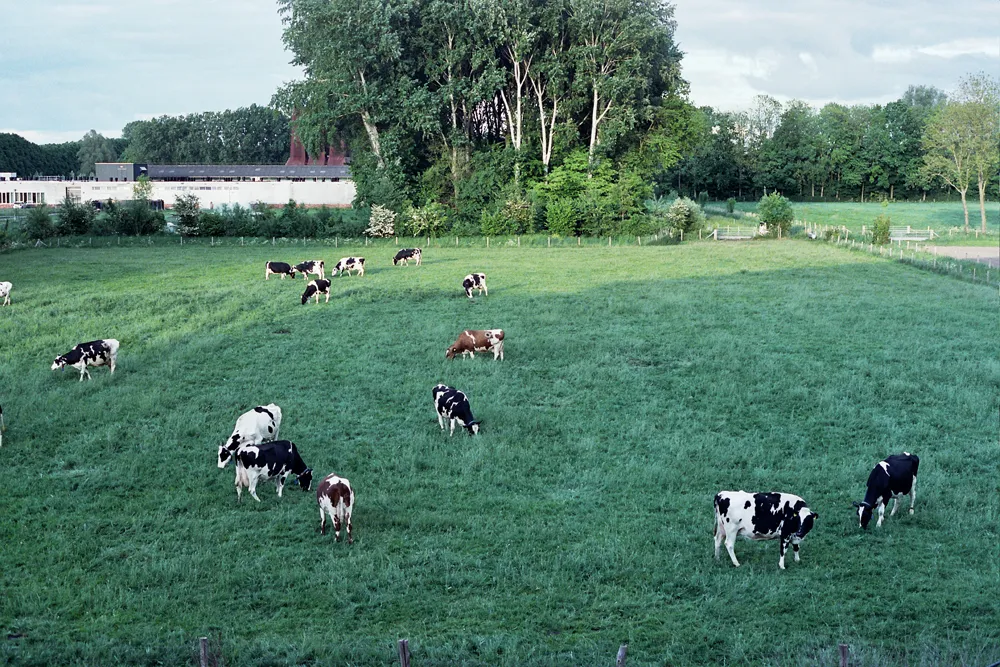 View from window at Utrecht Science Park, showing cows.
