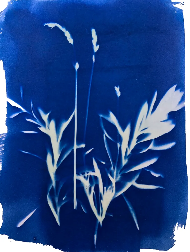 Cyanotype workshop at St George's Medical School, Open Spaces Programme